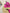 Lingerie de luxo Paty - DE RENDA LINGERIE